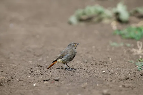 Zbliżenie Młodego Rudzielca Fenicurus Phoenicurus Stojącego Ziemi Patrzącego Fotografa Close — Zdjęcie stockowe