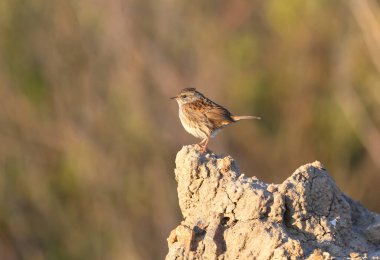 Dunnock (Prunella modularis), güz göçü sırasında doğal ortamında çekildi. Kuş tüyünün yakın plan ve ayrıntılı fotoğrafı