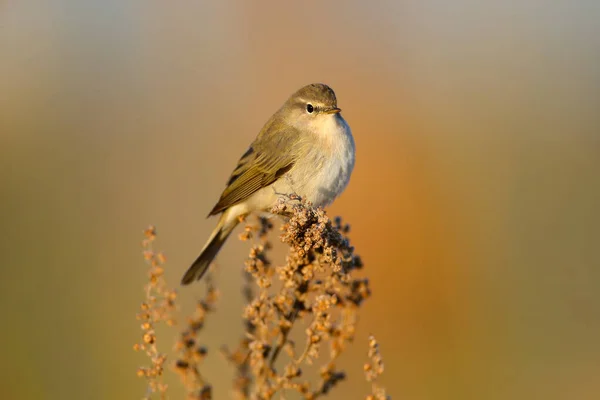 Chiffchaff Phylloscopus Collybita Photographed Thin Branch Soft Morning Light Blurred — Stock Photo, Image