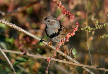 Dunnock (Prunella modularis), güz göçü sırasında doğal ortamında çekildi. Kuş tüyünün yakın plan ve ayrıntılı fotoğrafı
