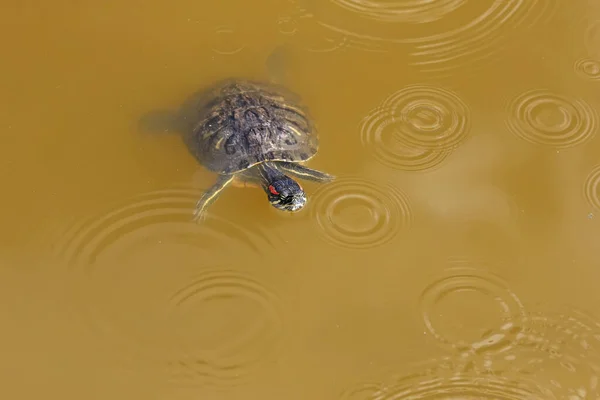 Suwak Stawu Pływackiego Trachemys Scripta Sfotografowany Bliska Żółto Zielonej Wodzie — Zdjęcie stockowe