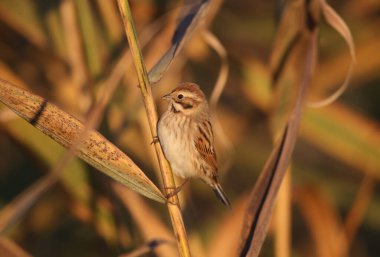 Bir dişi sazlık kiraz kuşu (Emberiza schoeniclus) arka planda bulanık bir şekilde doğal ortamında fotoğraflanır. Yumuşak sabah ışığında yakın çekim