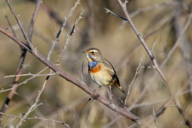 Mavi Boğaz (Luscinia svecica), doğal yaşam alanındaki sık çalılıklara yakın çekim yapar.