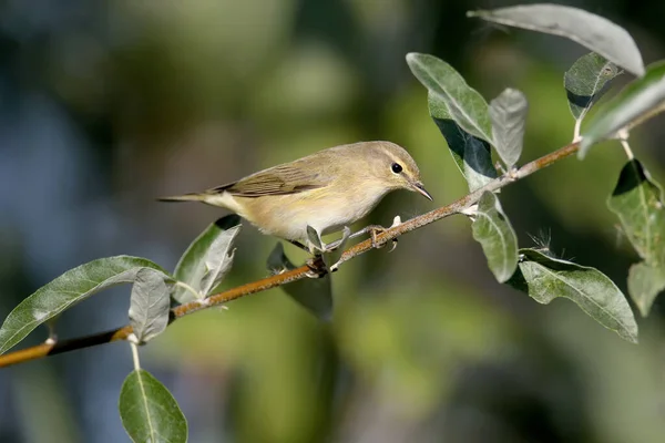 Migratory Common Chiffchaff Phylloscopus Collybita Close Shot Perched Russian Olive — Stock Photo, Image