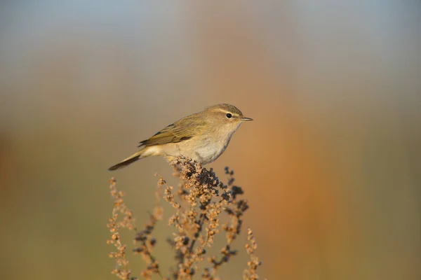 Chiffchaff Phylloscopus Collybita Fotograferad Tunn Gren Mjukt Morgonljus Mot Suddig — Stockfoto