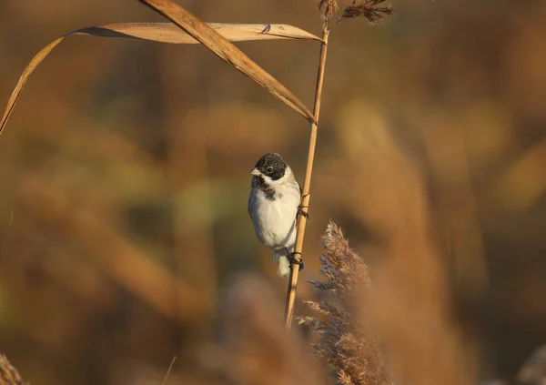 Ein Männchen Die Rohrammer Emberiza Schoeniclus Wird Ihrem Natürlichen Lebensraum — Stockfoto