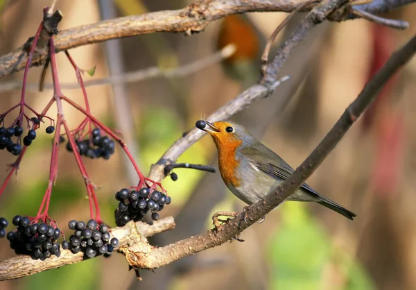 Close Uma Variedade Robin Europeu Erithacus Rubecula Arbusto Mais Velho — Fotografia de Stock