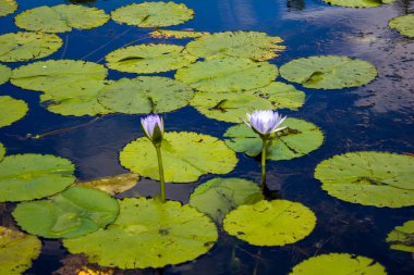 Su zambakları gölette