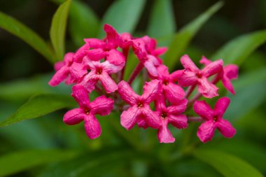 Pembe çiçeğe yaklaş.