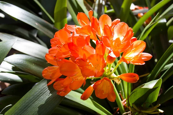 Orange Tulips Garden — Stock Photo, Image
