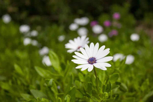 Fleur Marguerite Dans Herbe — Photo