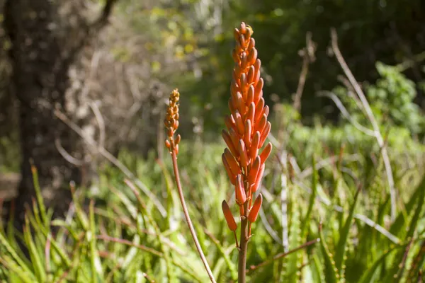 Aloe Vera Bitki Çiçek — Stok fotoğraf