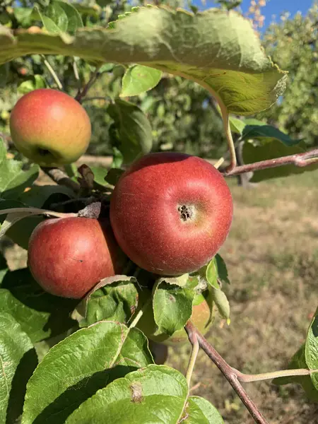 Vörös Almák Nőnek Egy Fán Közelkép — Stock Fotó