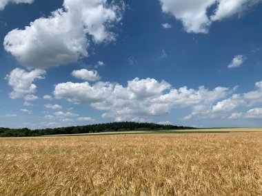Olgun tohum ve bulut tarlaları.