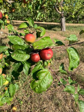 Ağaçta yetişen kırmızı kenarlı elmalar, yakın plan..