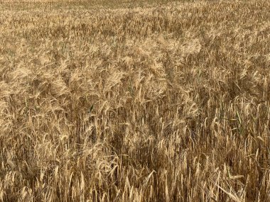 Arkaplan, tahıl tarlasında olgunlaşmış mısırların doğal dokusu..