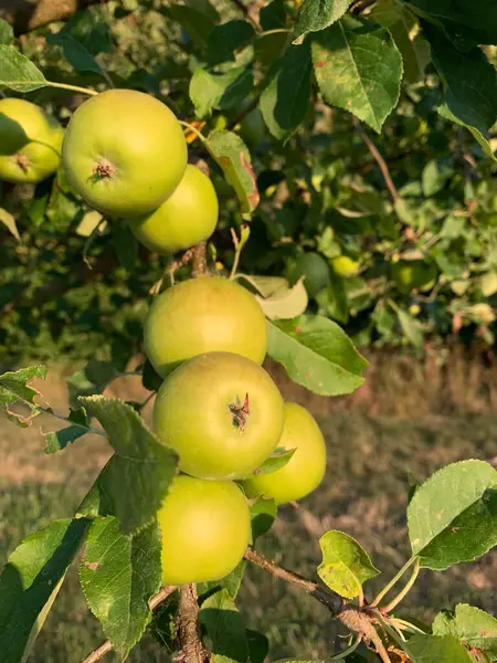 Gün batımında bir ağaç dalında büyüyen yeşil elmalar..
