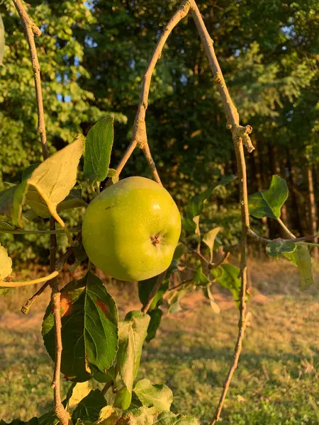Ένα Πράσινο Μήλο Κοντά Ένα Κλαδί Δέντρου Στο Φως Του — Φωτογραφία Αρχείου