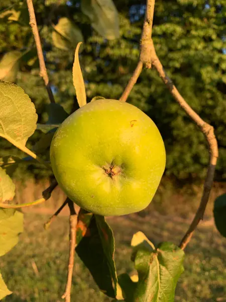 Gün Batımında Bir Ağaç Dalına Yakın Plan Yeşil Elma — Stok fotoğraf