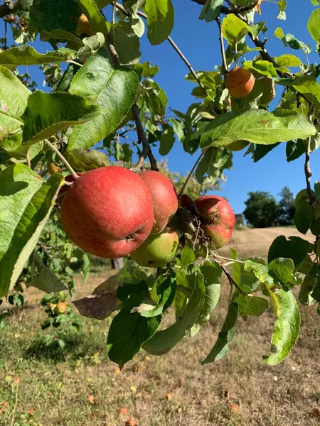 Rotseitige Äpfel Die Auf Einem Baum Wachsen Aus Nächster Nähe — Stockfoto