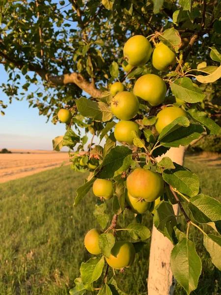 Maçãs Verdes Que Crescem Densamente Ramo Árvore Luz Pôr Sol — Fotografia de Stock