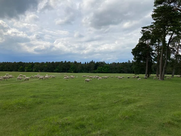 A flock of sheep crosses a green juicy field. A forest is visible in the distance.