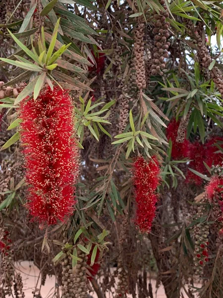 Çiçekli çalılık Callistemon. Yakın plan..