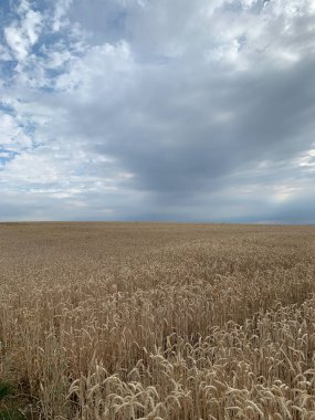 Bulutlu, fırtınalı bir gökyüzüne karşı ufuk çizgisi olan olgun kulaklı bir tarla. Dikey fotoğraf.