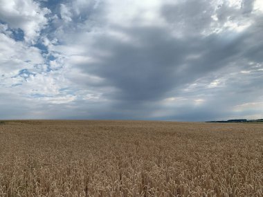 Bulutlu, fırtınalı bir gökyüzüne karşı ufuk çizgisi olan olgun kulaklı bir tarla. Yatay fotoğraf.