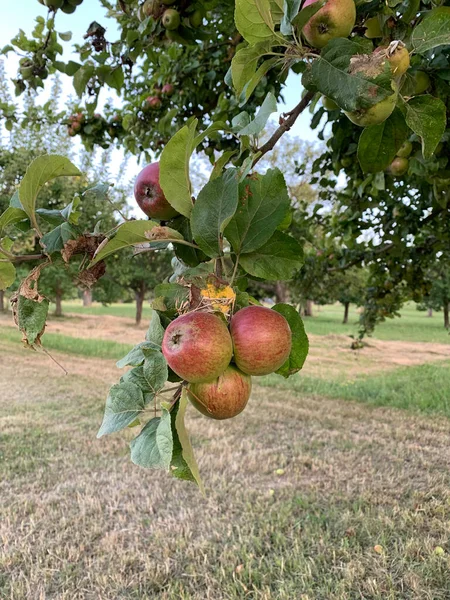 Viele Rot Grüne Äpfel Hängen Den Zweigen Eines Apfelbaums Vertikales — Stockfoto
