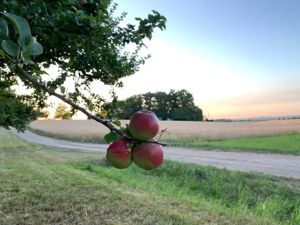 Kırmızı Yeşil Elma Bir Ağacın Aynı Dalında Bir Tarlanın Arka — Stok fotoğraf