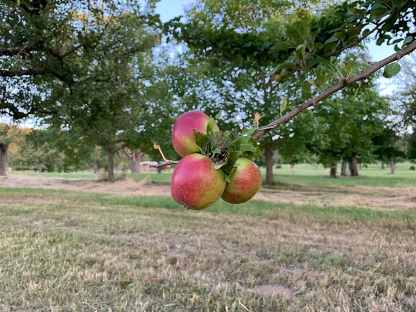 Three Red Green Apples Hang Together Same Branch Tree Backdrop — Stock Photo, Image