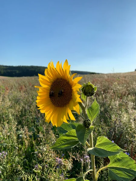 호박벌 마리가한 해바라기 있습니다 부분적 — 스톡 사진