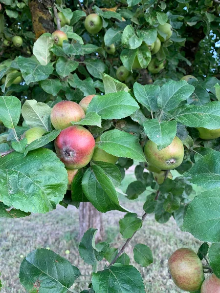 Πολλά Κόκκινα Πράσινα Μήλα Κρέμονται Στα Κλαδιά Μιας Μηλιάς Ανάμεσα — Φωτογραφία Αρχείου