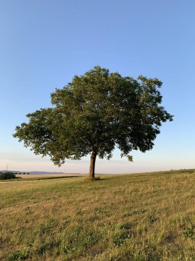 Tek başına, açık mavi günbatımı gökyüzüne uzanan bir yamaçta uzanan meyve ağacı. Dikey fotoğraf.