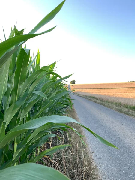 Uzağa uzanan mısır ve tahıl tarlaları arasındaki dar asfalt yol. Dikey fotoğraf. Güneşli havada mısırların filizlendiği manzara.