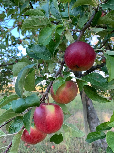 Maçãs Verdes Vermelhas Maduras Penduram Nos Ramos Uma Macieira Entre — Fotografia de Stock