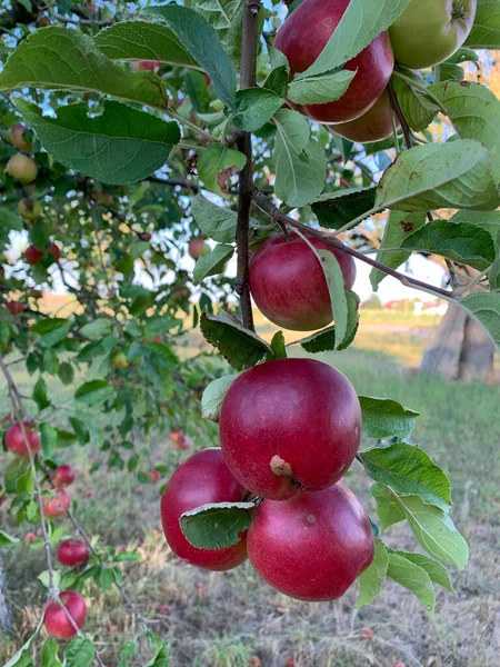 Ώριμα Κόκκινα Πράσινα Μήλα Κρέμονται Στα Κλαδιά Μιας Μηλιάς Ανάμεσα — Φωτογραφία Αρχείου