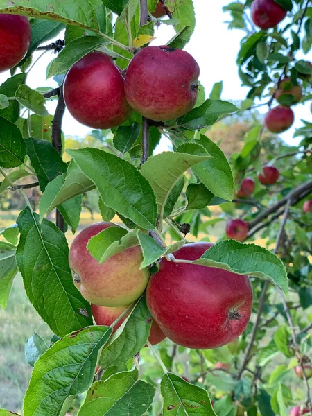 Ώριμα Κόκκινα Πράσινα Μήλα Κρέμονται Στα Κλαδιά Μιας Μηλιάς Ανάμεσα — Φωτογραφία Αρχείου