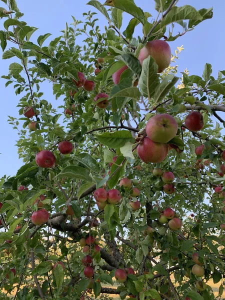 Muchas Manzanas Rojas Verdes Maduras Cuelgan Las Ramas Manzano Entre — Foto de Stock