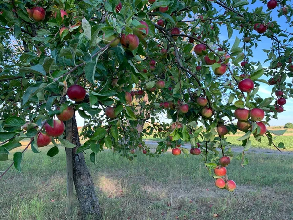 緑の葉の間にリンゴの木の枝に熟した赤い緑のリンゴがたくさんかかっています 垂直写真 — ストック写真