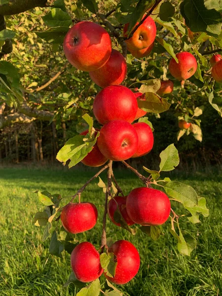 Bir Sürü Olgun Kırmızı Yeşil Elma Yeşil Yaprakların Arasında Bir — Stok fotoğraf