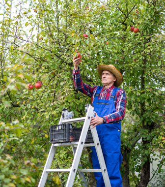 Son sınıf öğrencisi merdivende duruyor ve elma topluyor. Zengin hasatta çalışan yaşlı bir erkek. Stok fotoğrafı