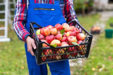 Emekli büyükbaba çiftçi, elma ağaçlarına karşı taze elmalarla dolu bir kutuda, açık alanda, kırpık manzaralı.