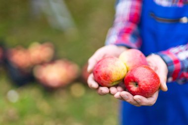 Emekli büyükbaba çiftçi elele tutuşmuş taze elma grubu dışarıda elma ağaçlarına karşı, kırpık manzaralı