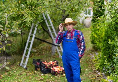 Kıdemli adam yaz bahçesinde olgun organik elmalar topluyor. Çiftçi sepete meyve koyduktan sonra kameraya poz veriyor