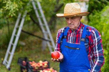 Elma meyve bahçesinde çalışan kıdemli çiftçinin portresi. Adam elmaya bakıyor. Arka planda metal merdiven