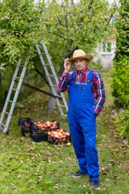 Sepete meyve koyduktan sonra şapkalı çiftçi kameraya poz veriyor. Kıdemli adam meyve bahçesinde olgun organik elmalar topluyor. Dikey görünüm