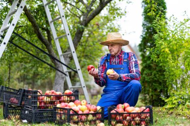Olgun sulu kırmızı elmalar bahçedeki ahşap bir kutuda yatıyor. Meyve bahçesinde güneşli bir yaz günü. İnsan yeni toplanmış elmalarla dolu bir kutu koyar.