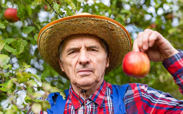 Yazın sonlarında hasat zamanı meyve bahçesinde kırmızı elma tutan hasır şapkalı yaşlı çiftçinin portresi.